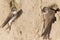 An couple of adult sand martins Riparia riparia resting on sand near its nest at the coast in Hundested Denmark.