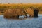 Couple of the African bush elephants swimming in the lake