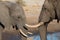 Couple of African Elephant, young and adult, at waterhole. Wildlife Safari in the Chobe National Park, travel destination in Botsw