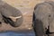 Couple of African Elephant, young and adult, at waterhole. Wildlife Safari in the Chobe National Park, travel destination in Botsw