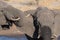 Couple of African Elephant, young and adult, at waterhole. Wildlife Safari in the Chobe National Park, travel destination in Botsw