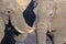 Couple of African Elephant, young and adult, at waterhole. Wildlife Safari in the Chobe National Park, travel destination in Botsw