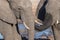 Couple of African Elephant, young and adult, at waterhole. Wildlife Safari in the Chobe National Park, travel destination in Botsw