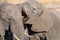 Couple of African Elephant, young and adult, at waterhole. Wildlife Safari in the Chobe National Park, travel destination in Botsw