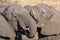 Couple of African Elephants, young and adult, at waterhole. Wildlife Safari in the Chobe National Park, travel destination in Bots