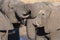 Couple of African Elephants, young and adult, at waterhole. Wildlife Safari in the Chobe National Park, travel destination in Bots