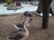 couple of african geese at the zoo