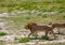 A couple of African Lions in the savannah grass of the Etosha National park in northern Namibia