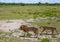 A couple of African Lions in the savannah grass of the Etosha National park in northern Namibia