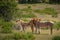 A couple of African Lions in the savannah grass of the Etosha National park in northern Namibia