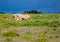 A couple of African Lions in the savannah grass of the Etosha National park in northern Namibia