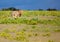 A couple of African Lions in the savannah grass of the Etosha National park in northern Namibia