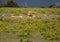 A couple of African Lions in the savannah grass of the Etosha National park in northern Namibia