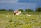 A couple of African Lions in the savannah grass of the Etosha National park in northern Namibia