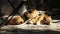 Couple of African lions sleeping in a cage