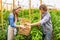 Couple of agronomists harvesting the vegetable crops in a greenhouse