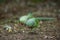 Couple of Alexandrine Parakeet parrots searching for food