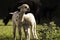 A couple of alpaca babies playing on the farm