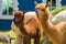 Couple alpacas