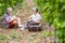 Couple of alternative aged older traveler stay sitting down in a vineyard with the luggage and playing an ukulele acoustic guitar