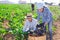 Couple of amateur gardeners harvesting eggplants in garden