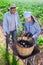 Couple of amateur gardeners harvesting eggplants in garden