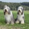 Couple of amazing bearded collies