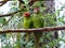 Couple Amazon parrots perching on the branch