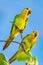 Couple of Amazon parrots sit on branch