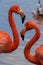 Couple of American flamingos