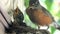 A couple of American Robin birds a few weeks old on a nest and the mom looking after them