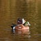 Couple of American Wigeon Swimming Duck