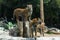 The couple of Amur tigers is walking in the safari park