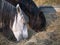 Couple of andalusian mares, one chestnut and the other gray eating hay from a grain and hay feeder.