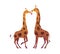 Couple of animal, two adorable giraffe for valentines day postcard in vector