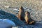 Couple of antarctic fur seals playing and barking at each other