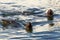 Couple of antarctic fur seals swimming in cold sea waters at Hal