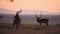 A Couple Of Antelope Standing On The Grassland Against The Colorful Sunset In El Karama Lodge, Keny