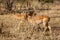 Couple of antelopes impala