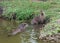 Couple of Aonyx or Ambionyx cinereus Small-Clawed Otter in pond
