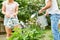 Couple as a hobby gardener in the allotment garden