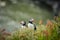 Couple of Atlantic puffins Fratercula arctica near Dyrholaey