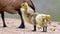 A couple of baby geese, called goslings or down