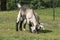 Couple of baby goat children are eating grass, on a spring day