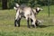 Couple of baby goat children are eating grass, on a spring day