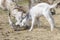 Couple of baby goat children are eating kibble with their mother, on the spring grass