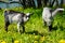 Couple of baby goat kids on the spring grass