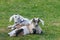 Couple of baby goat kids on the spring grass. goats lie side by side in the grass