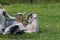 Couple of baby goat kids on the spring grass. goats lie side by side in the grass