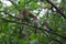 Couple of Banded Kingfisher birds perching on the branch